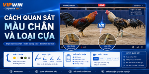 Cách quan sát màu chân và loại cựa gà