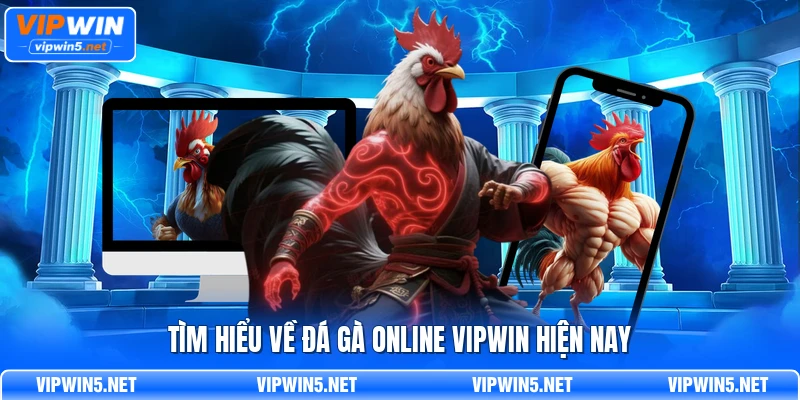 Sảnh đá gà hiển thị danh sách trận, thời gian và trạng thái đang được cập nhật.